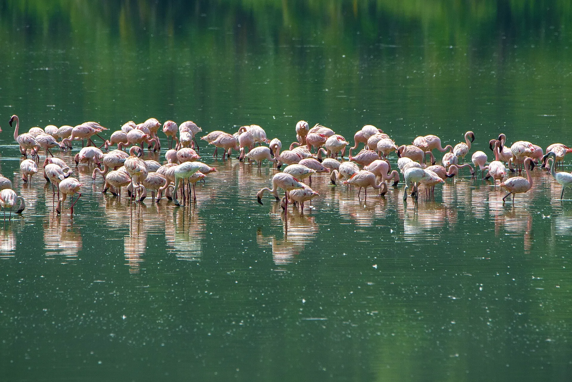 A large flock of flamingos wading and feeding in the shallow water of a green lake.