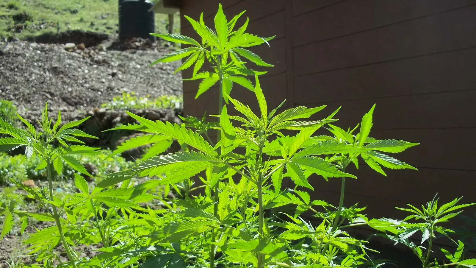 A leafy outdoor cannabis plant growing beside a wooden building in afternoon sun, its serrated palm-shaped leaves filling the frame.
