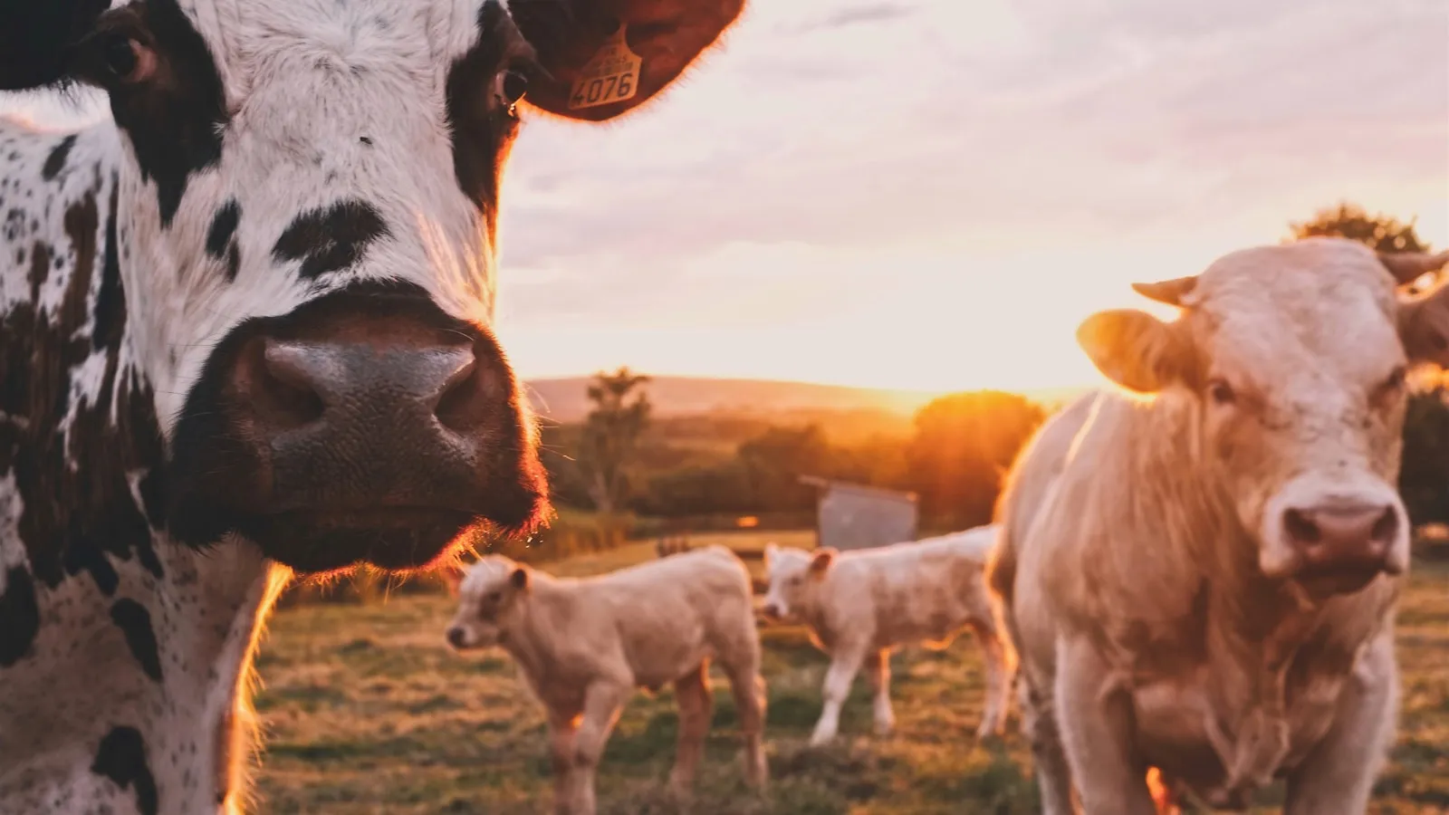 Cattle and calves standing in an open pasture at sunset, with golden light across the herd