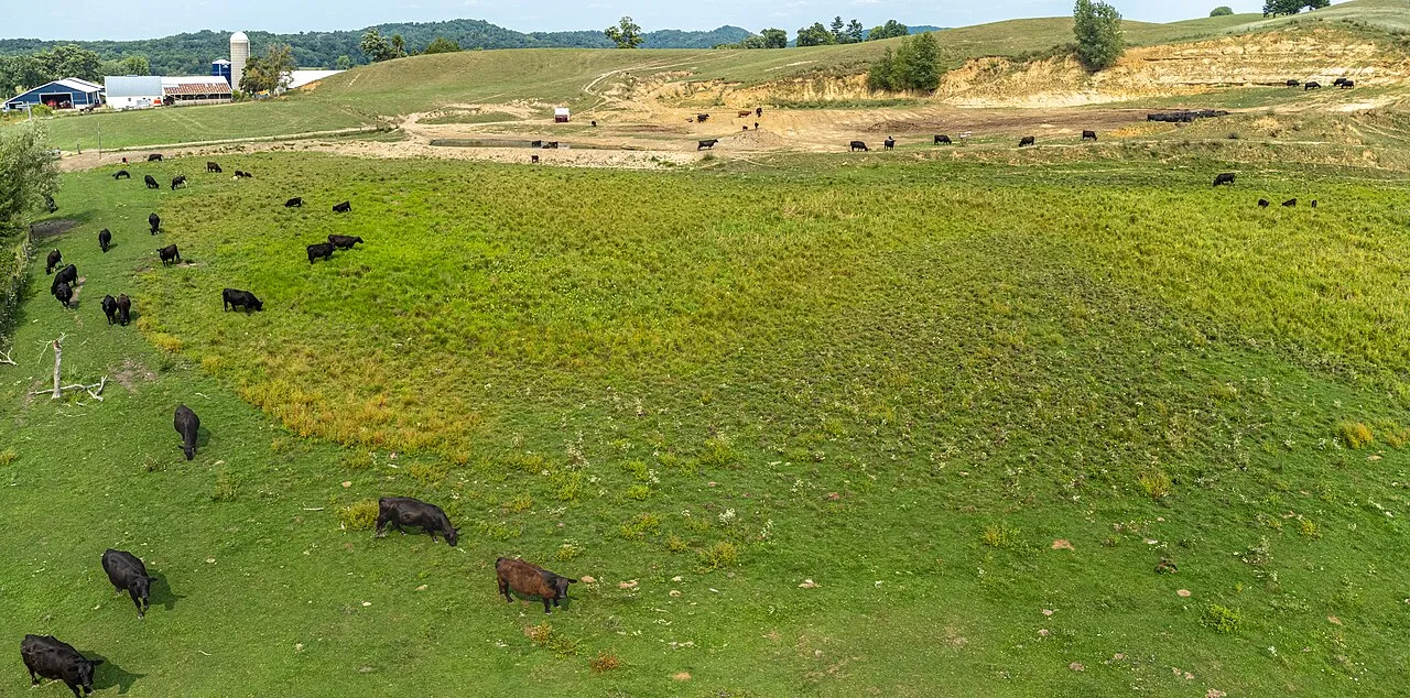 Black Angus beef cattle grazing across an open green pasture under a cloudy sky.